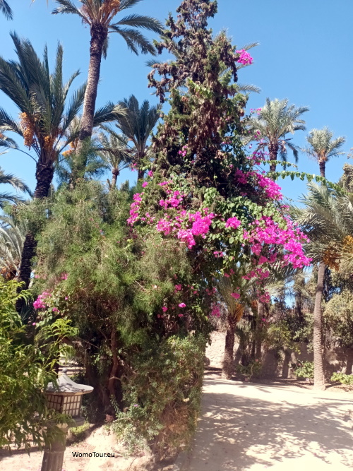 El Palmeral3W